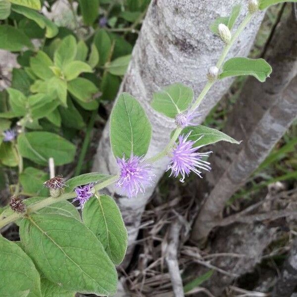 Vernonia Arborescens