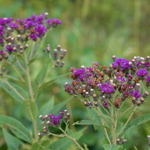 Vernonia Baldwinii
