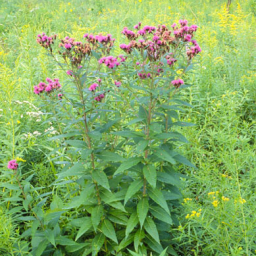 Vernonia Fasciculata
