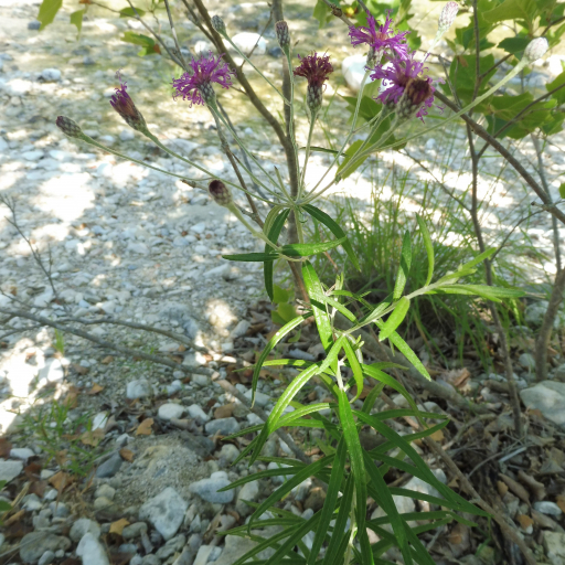Vernonia Lindheimeri