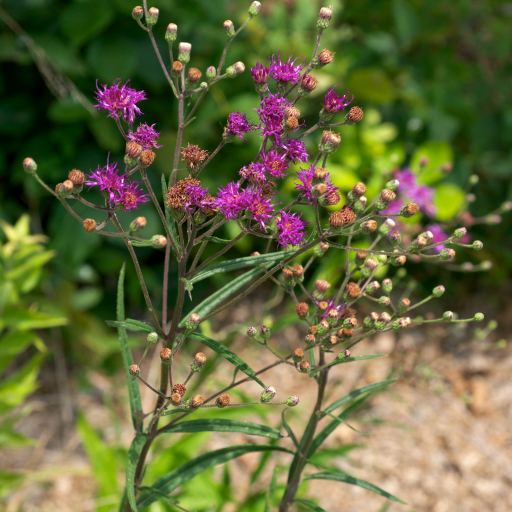 Vernonia Texana