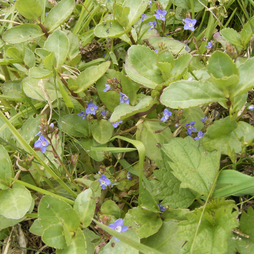 brooklime-veronica-beccabunga-care-guide-water-soil-propagation
