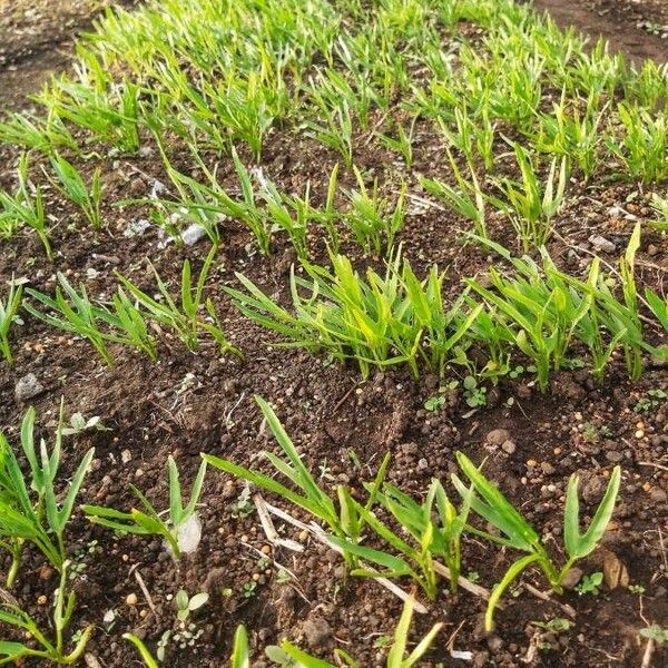 Vetiveria Zizanioides