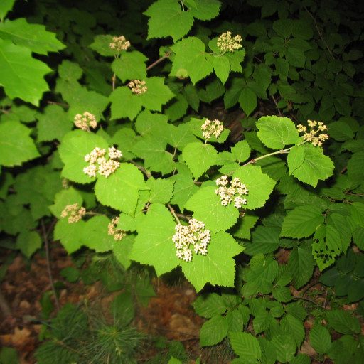 Viburnum Acerifolium