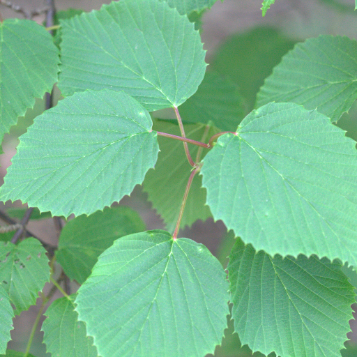 Viburnum Betulifolium
