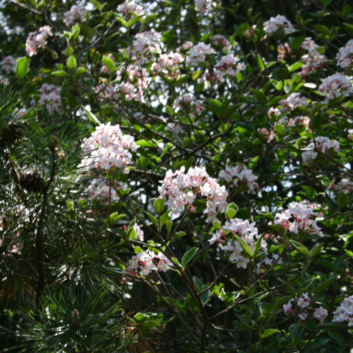 Viburnum × Burkwoodii