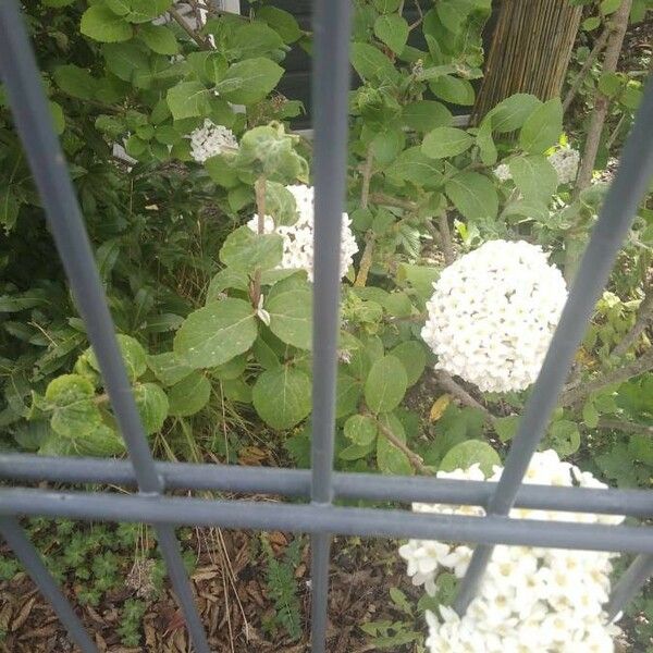 Viburnum × Carlcephalum