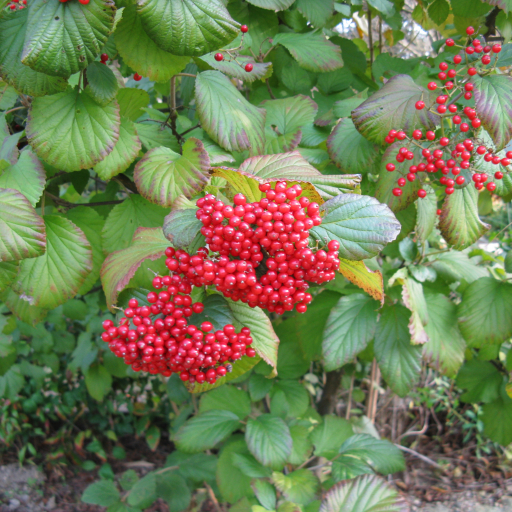 Viburnum Dilatatum