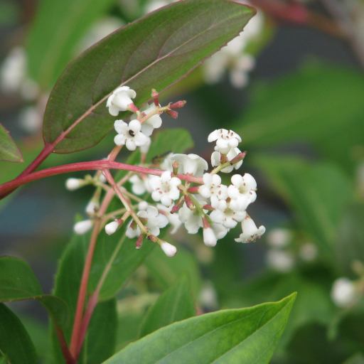 Viburnum Erubescens