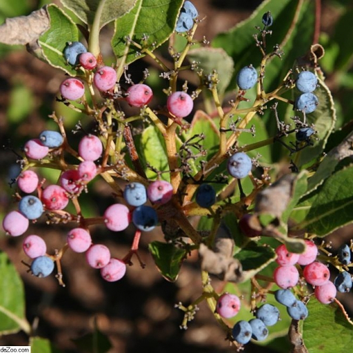 Viburnum Nudum