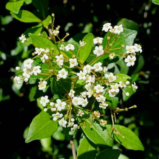 Viburnum Obovatum