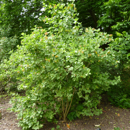 Viburnum Sargentii