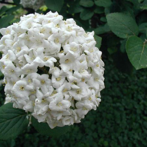 Viburnum X Carlcephalum