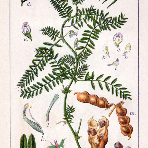 Vicia Ervilia