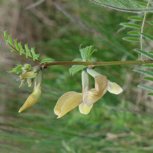 Vicia Grandiflora