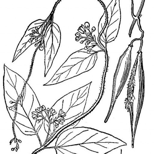 Black Swallow-wort