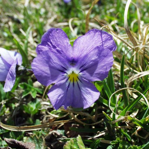 Long-Spurred Violet