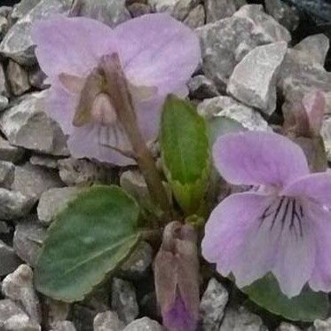Viola Jooi