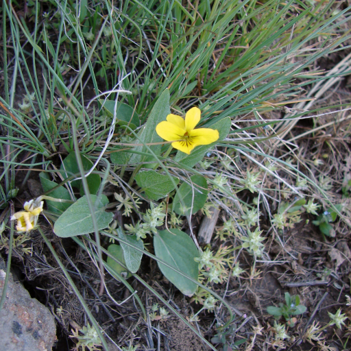 Viola Nuttallii