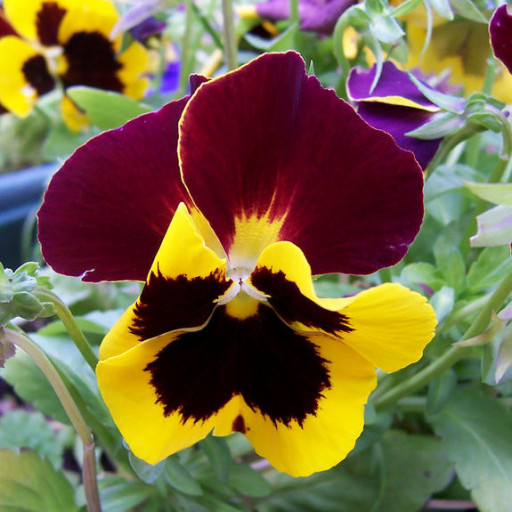 Viola × Wittrockiana