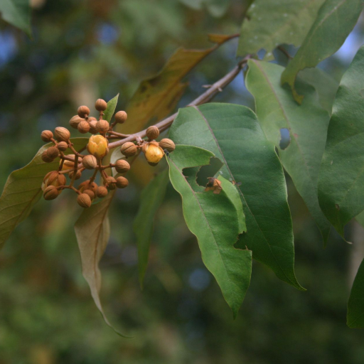 Vismia Baccifera