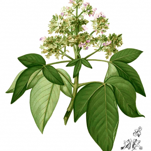 Vitex Pinnata