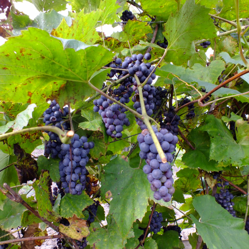 Vitis Amurensis
