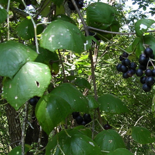 Vitis Mustangensis
