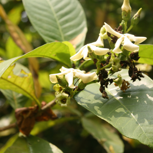 Voacanga Africana