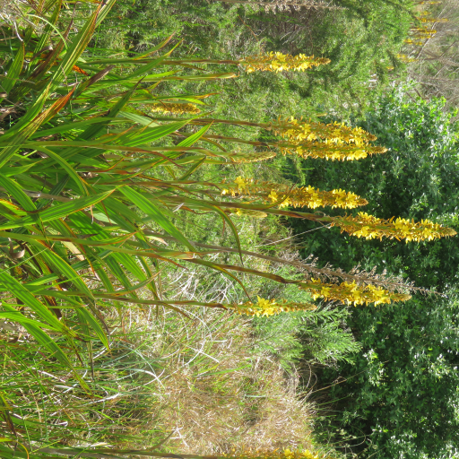 Wachendorfia Thyrsiflora
