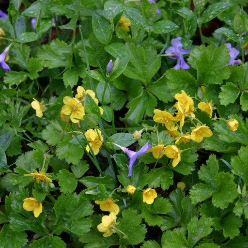Waldsteinia Fragarioides