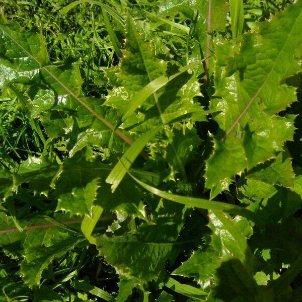 Wallichia Caryotoides