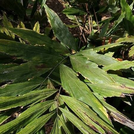 Himalayan Dwarf Fishtail Palm