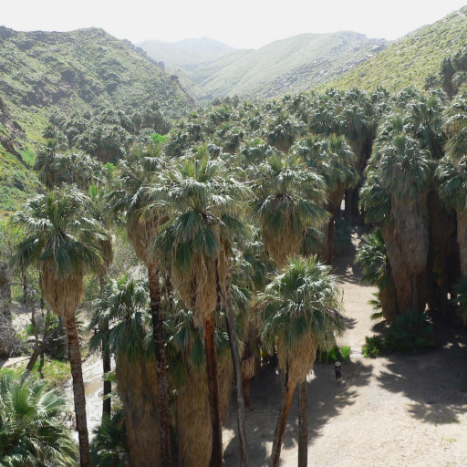 Washingtonia Filifera