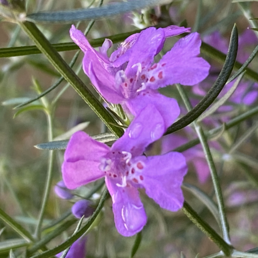 Westringia Eremicola