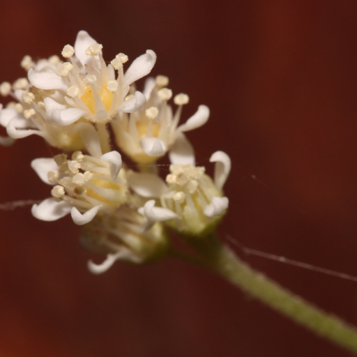 Whipplea Modesta