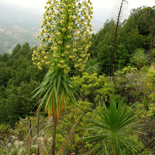Wilkesia Gymnoxiphium