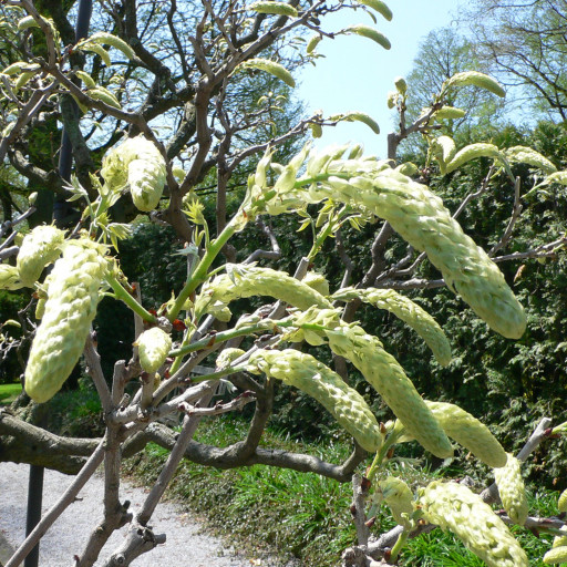 Wisteria Floribunda