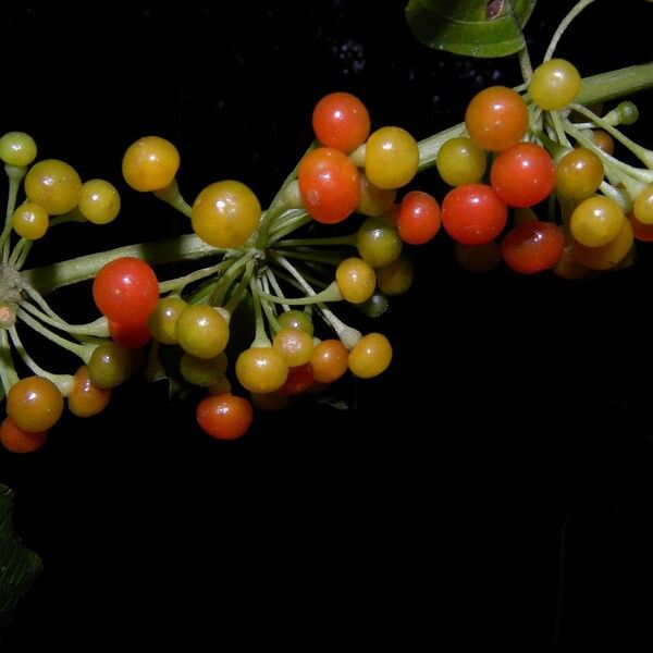 Witheringia Solanacea