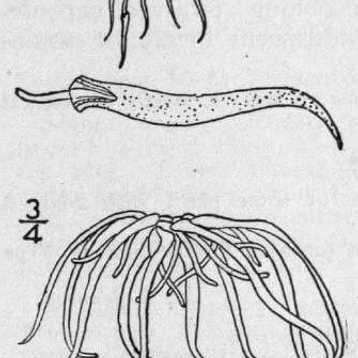 Wolffiella Gladiata
