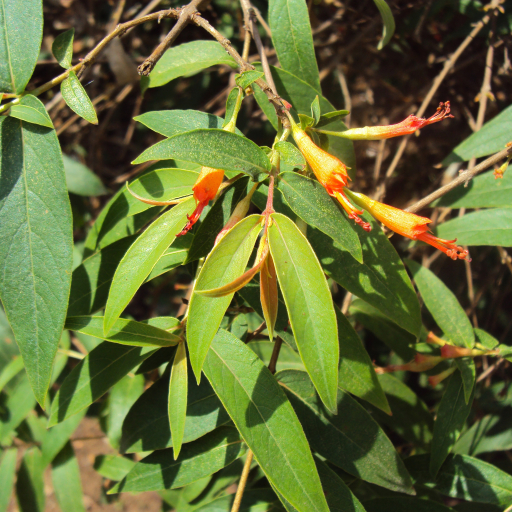 Woodfordia Fruticosa