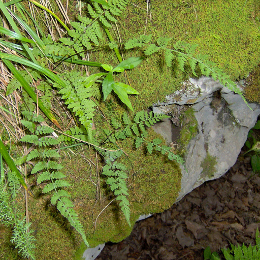 Woodsia Obtusa