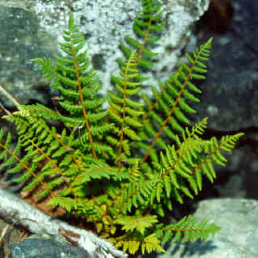 Woodsia Oregana
