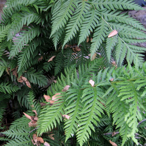 Woodwardia Fimbriata