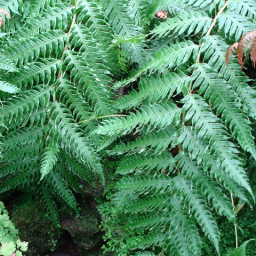 Woodwardia Unigemmata