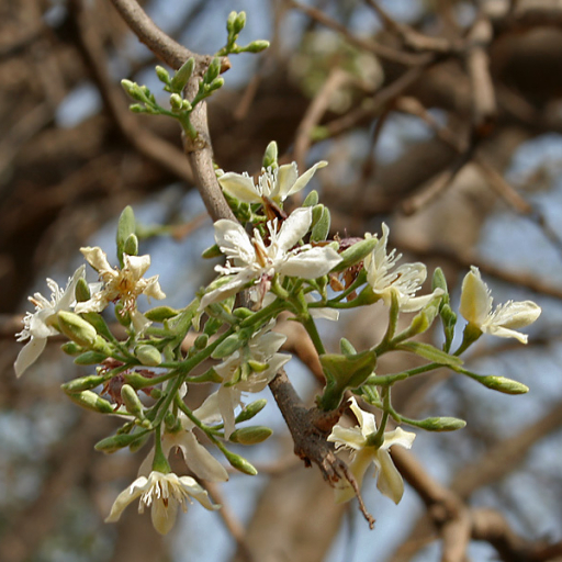 Wrightia Tinctoria