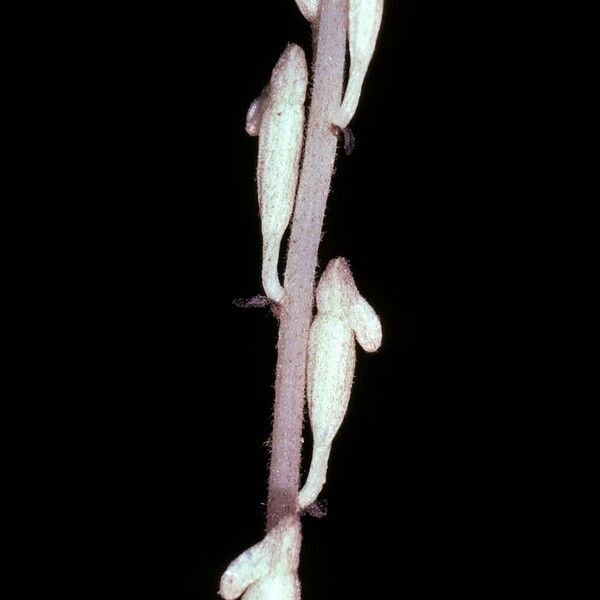 Wullschlaegelia Aphylla