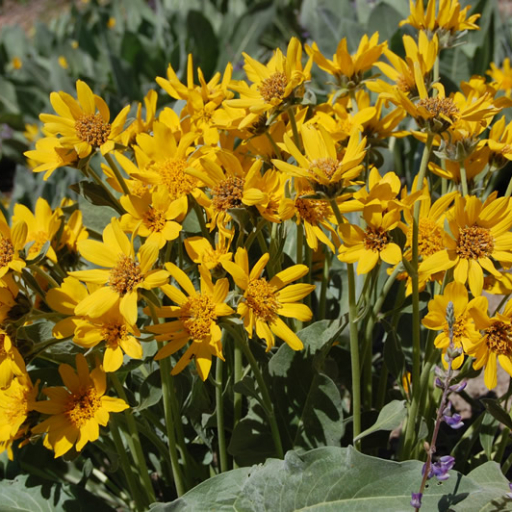 Wyethia Mollis