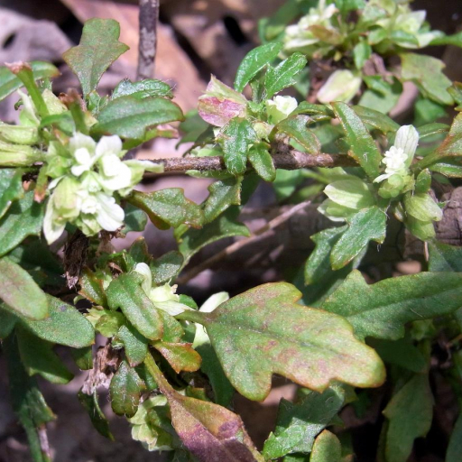 Woolly Xanthosia