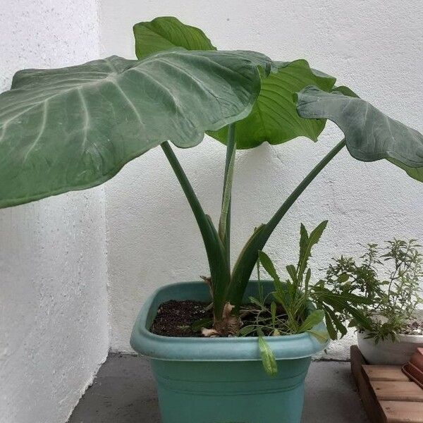 Xanthosoma Taioba